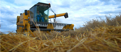 Regnet kan kosta bönderna en miljard, tror LRF. FOTO: Staffan Löwstedt/SVD/SCANPIX